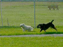 dog parks in maui, maui dog parks